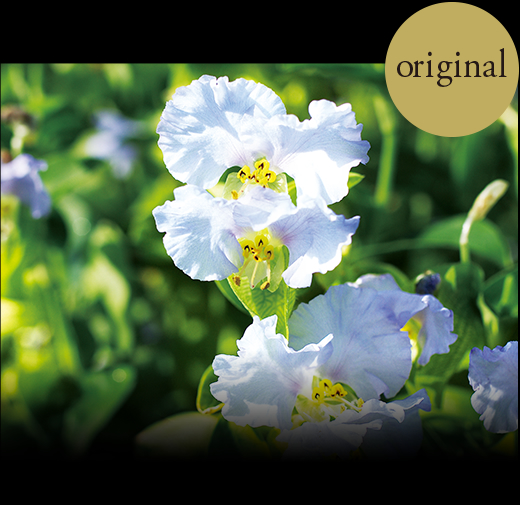 オリジナル オッペン独自のハリ成分「白花エキス」
