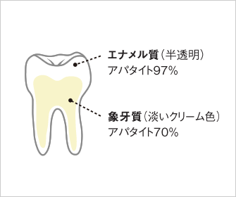 歯の断面図