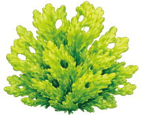 スーパーアナアオサVC