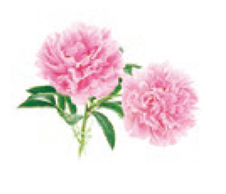 シャクヤクエキス