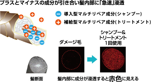 プラスとマイナスの成分が引き合い髪内部に「急速」浸透 導入型アミノリペア成分（シャンプー） 補給型アミノリペア成分（トリートメント） 髪断面 ダメージ毛 シャンプー＆トリートメント1回使用 髪内部に成分が浸透すると赤色に見える