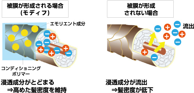 被膜が形成される場合（新モディフ） エモリエント成分 被膜が形成されない場合 流出 コンディショニングポリマー 浸透成分がとどまる⇒高めた髪密度を維持 浸透成分が流出⇒髪密度が低下