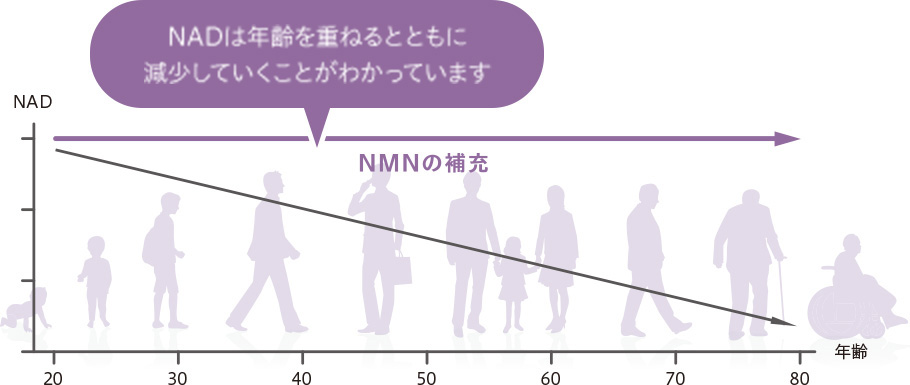 NADは年齢を重ねるとともに 減少していくことがわかっています