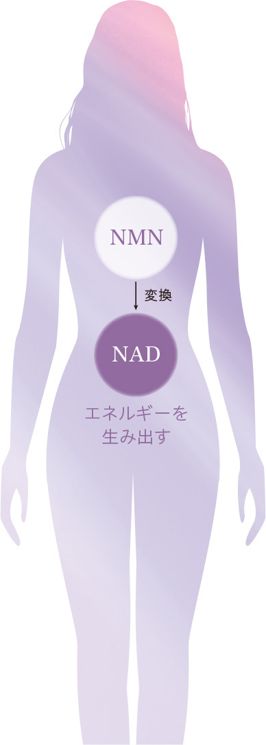 NMN 変換 NAD エネルギーを生み出す