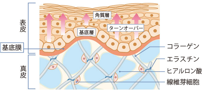 若わかしくすこやかな肌の状態