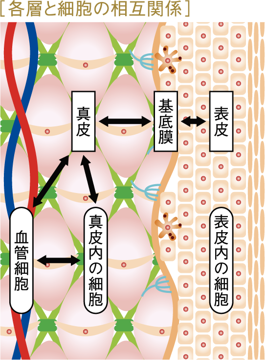 各層と細胞の相互関係