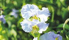 白花