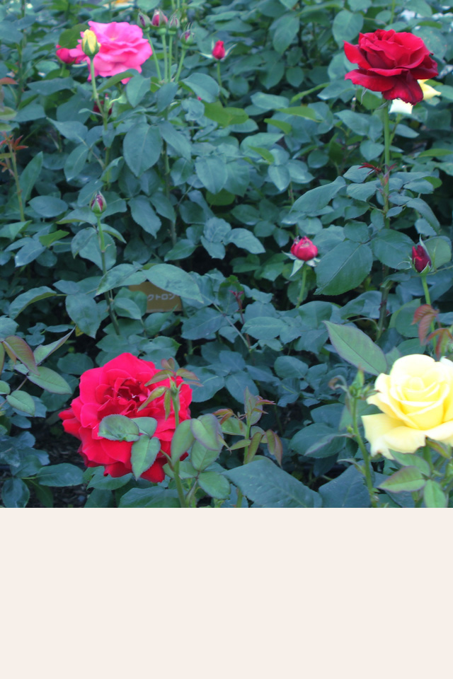 OPPEN ROSE GARDEN｜ローズガーデン｜ばら・ローズ｜オッペン
