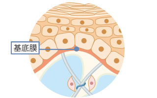 基底膜